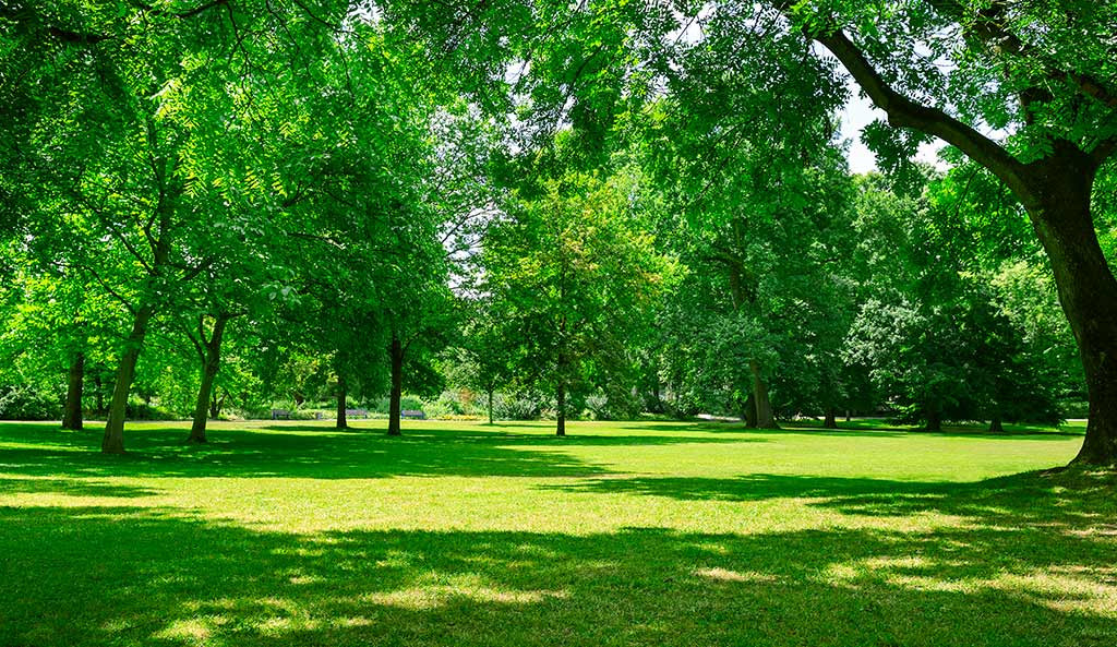 Forestry maintenance