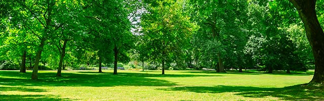 Forestry maintenance