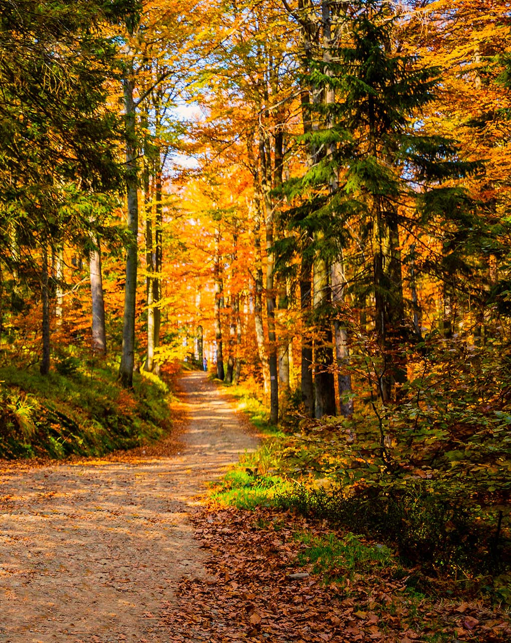 Creazione e manutenzione sentieri e strade bianche