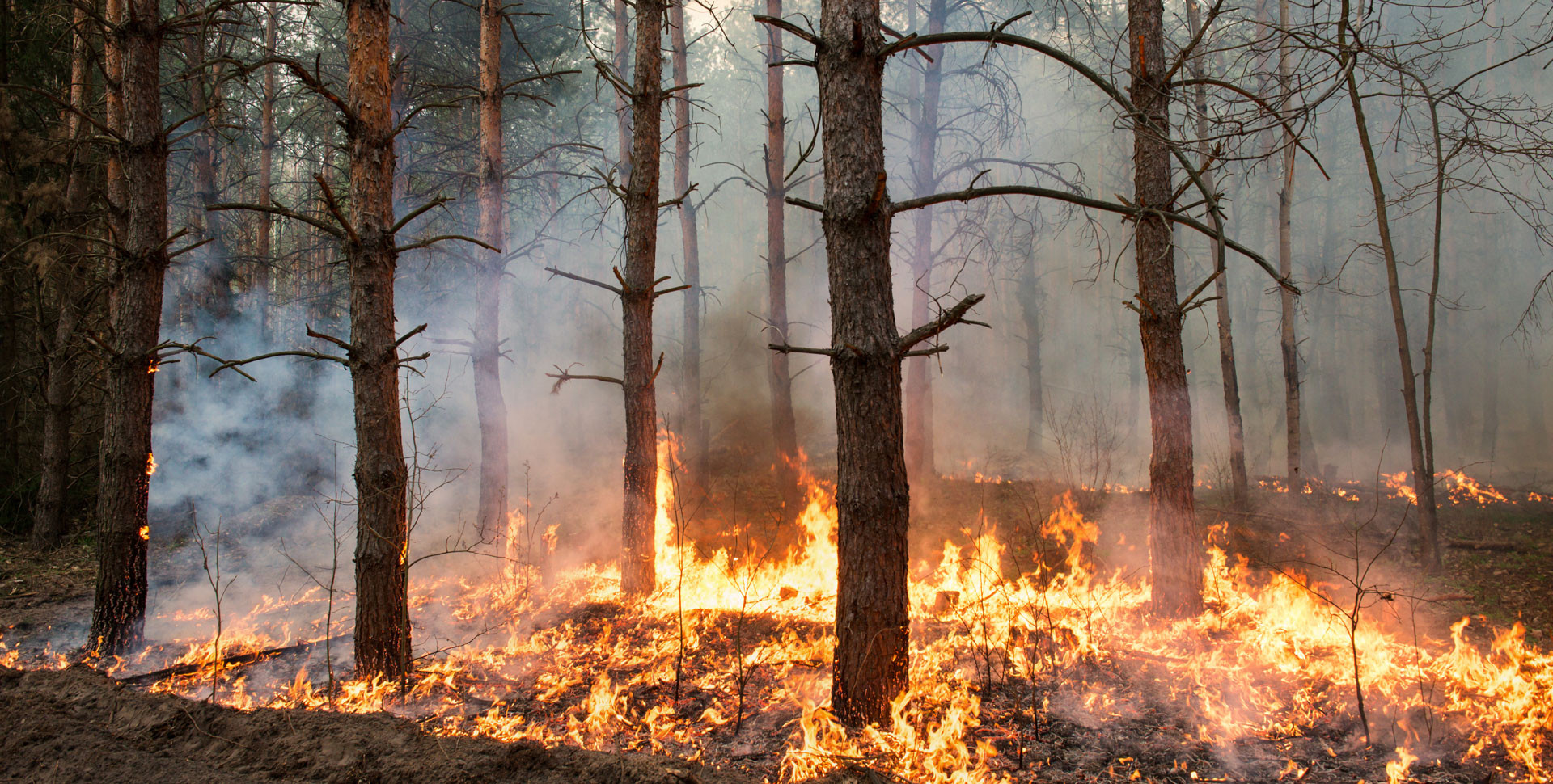 FAE professional machines useful in the creation of firebreak lines and to maintain correct forest management FAE professional machines useful in the creation of firebreak lines and to maintain correct forest management