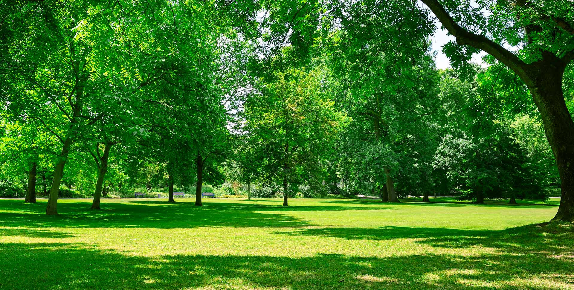 Forestry maintenance Forestry maintenance