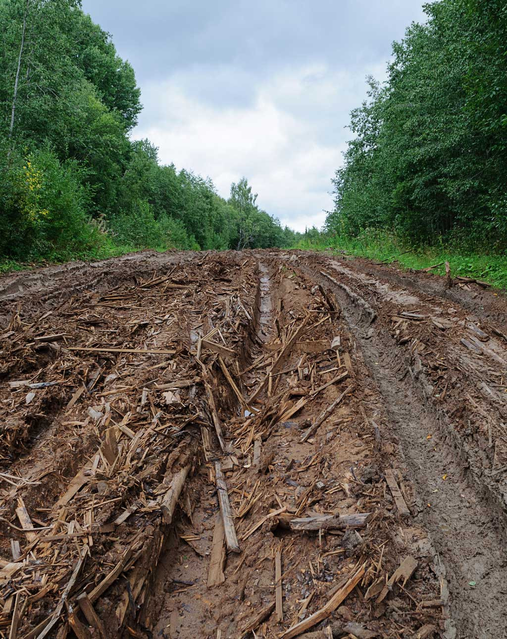 Gestione e bonifica terreni forestali