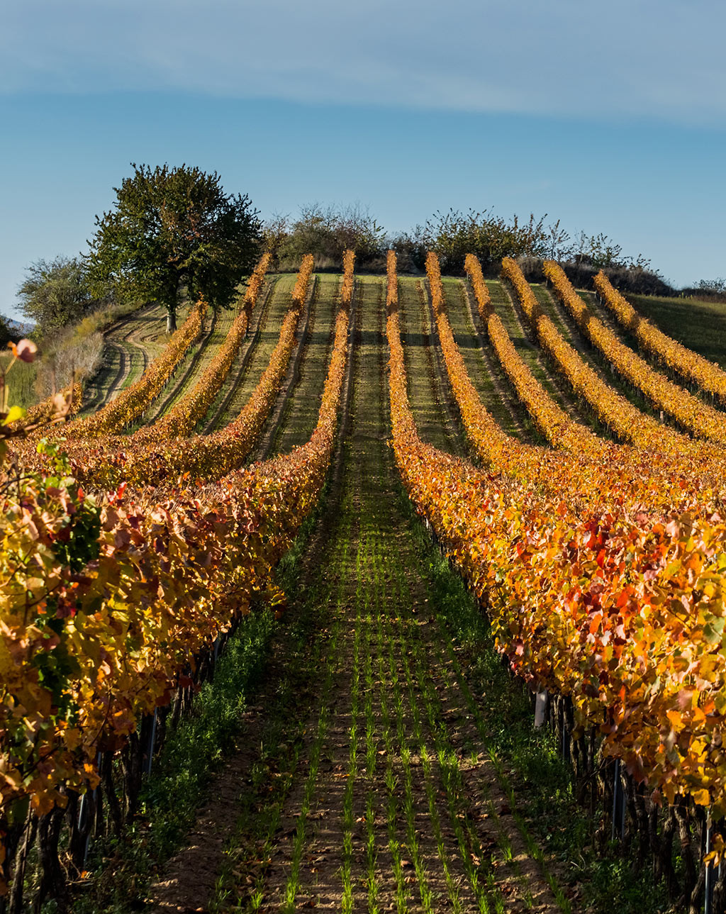 Manutenzione vigneti e frutteti