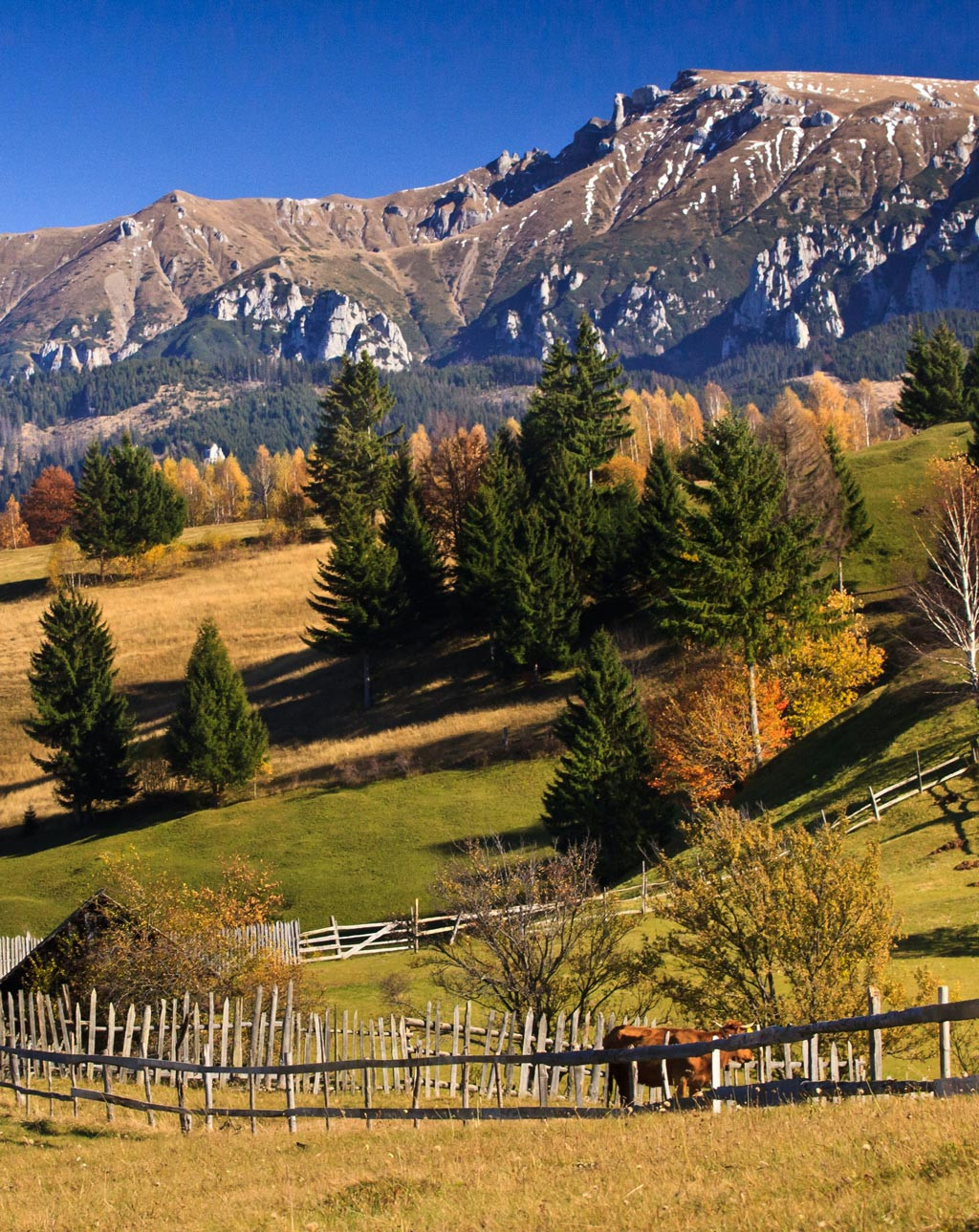 Roumanie, Alser Forest | FAE STORIES